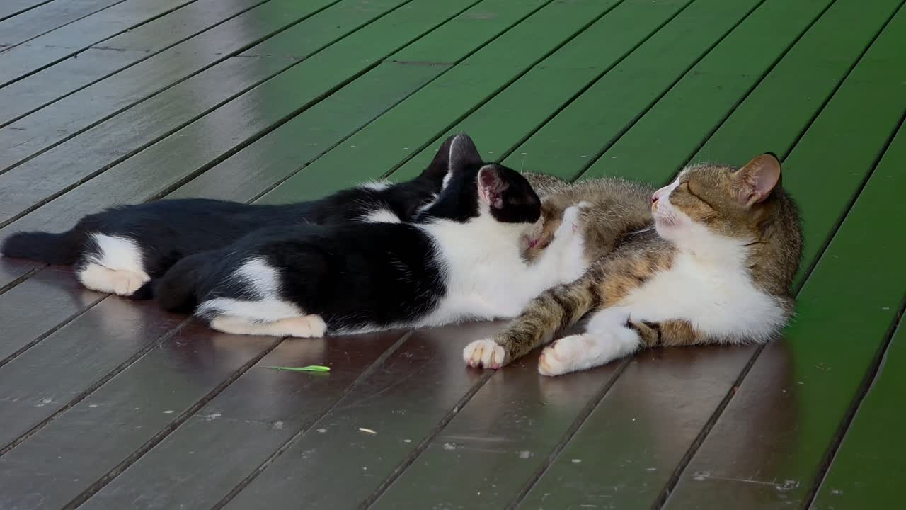 A Korean short-haired cat mother lies on a wooden deck, calmly nursing her baby kittens as they feed together in a peaceful outdoor setting