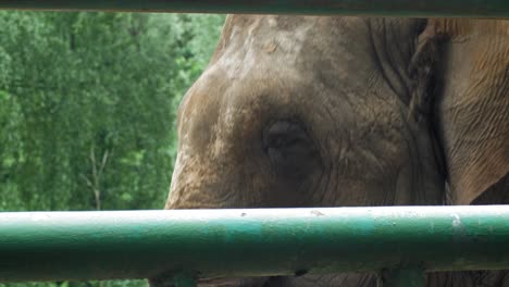 cara del gran elefante asiático en el zoológico de gdansk en el distrito de oliwa, gdansk, polonia