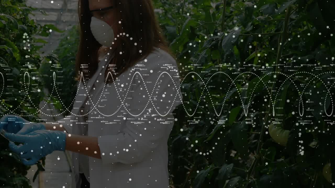 Female researcher entering aisle inspecting tomatoes using sensor and waveforms analyzing farm data