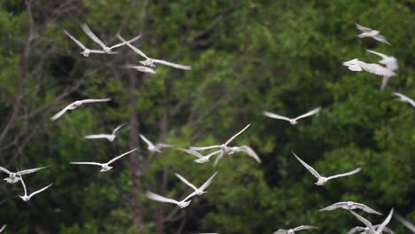 terns are seabirds that can be found all throughout the world at sea, rivers, and other wider bodies of water