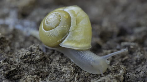 Un-Caracol-Amarillo-Moviéndose-Lentamente-En-El-Terreno