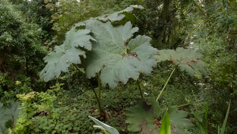 Gunnera-Manicata,-Ruibarbo-Gigante-Brasileño-En-Un-Jardín-Del-Reino-Unido