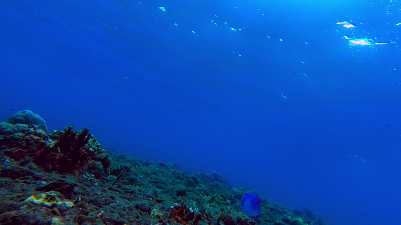 medusas azules cruzando el arrecife mientras las olas mueven la superficie del agua