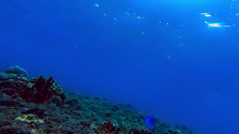 blue jellyfish crossing the reef while waves move the water surface