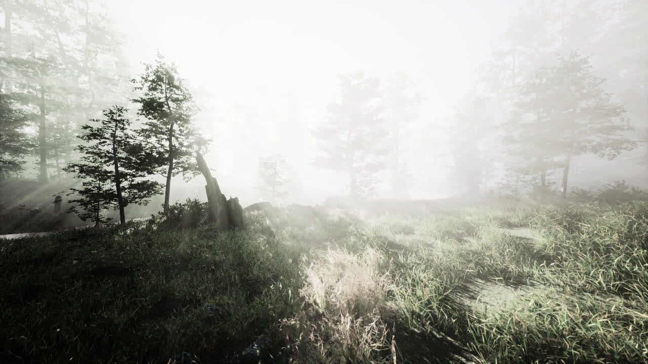 숲 속의 아름다운 아침