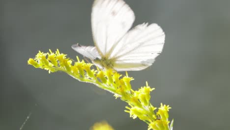 pieris brassicae, the large white butterfly, also called cabbage butterfly. large white is common throughout europe, north africa and asia often in agricultural areas, meadows and parkland.