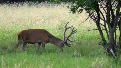 Deer-Buck-grazing-on-a-meadow-and-leaving