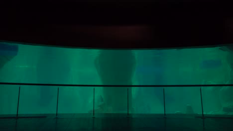 a whale swims in a tank in an aquarium