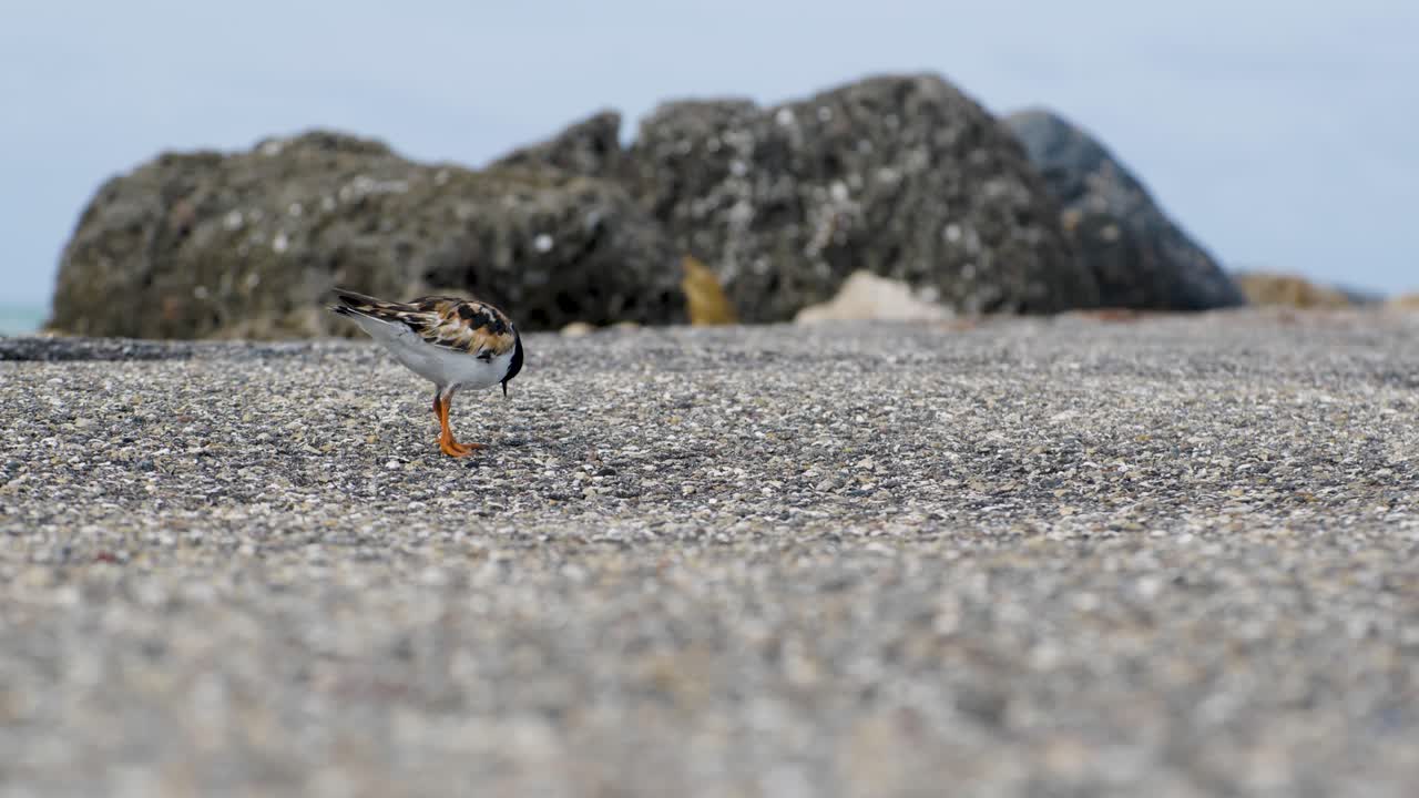 Shorebird standing on coastal sand with seaweed and rock backdrop in bright daylight