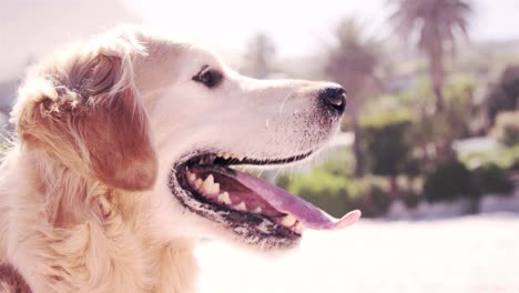 Golden-Retriever-Atmet-Die-Sonne-Ein