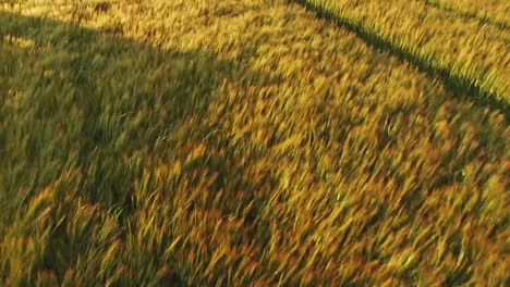 Grass-blowing-in-the-wind