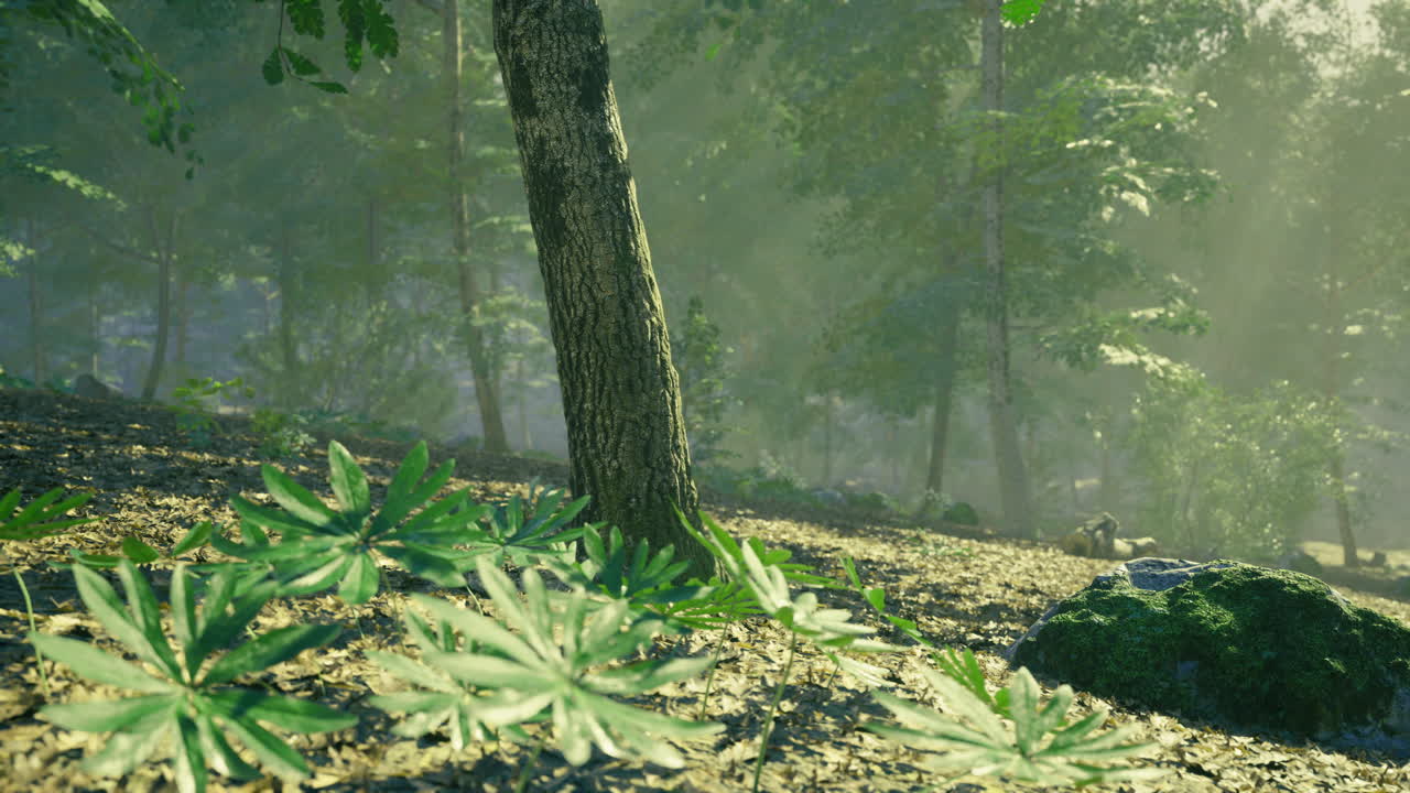 Forest landscape with lush greenery and sunlight filtering through trees