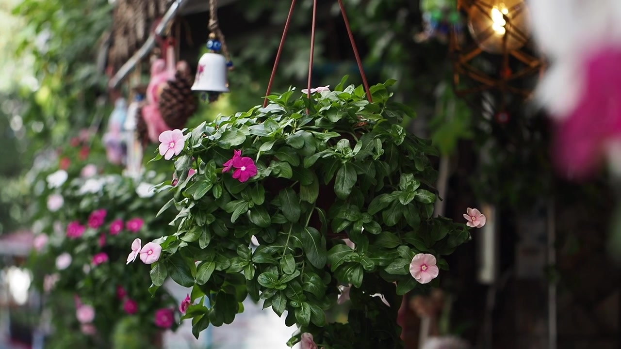 Hanging Potted Plant with Pink Flowers in Outdoor Setting
