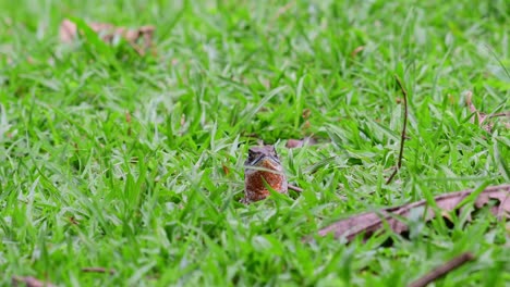 Looking-towards-the-left-then-turn-its-head-towards-the-camera,-Eyed-Butterfly-Lizard,-Leiolepis-ocellata,-Huai-Kha-Kaeng-Wildlife-Sanctuary,-Thailand