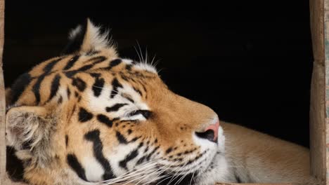 young african tiger shooting close up. feline family animal