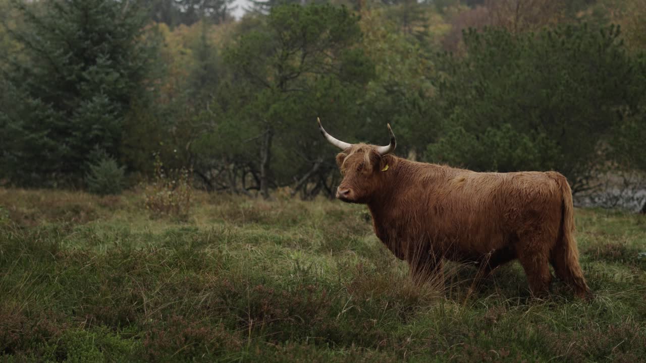 el ganado de las tierras altas de galloway de pie en un tranquilo paisaje danés en un día lluvioso