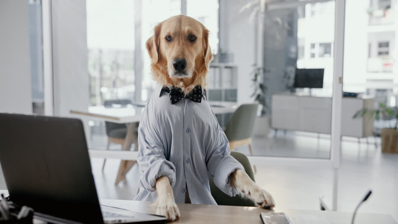 Dog in an office setting
