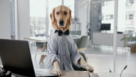 dog in an office setting