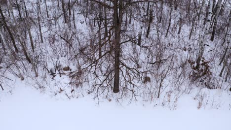 the beautiful snow covered forests of canada