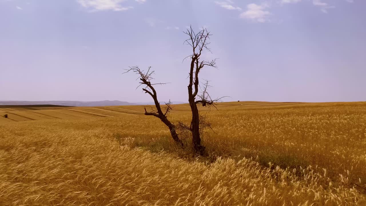 Solitary dry tree stands tall in picturesque Qazvin Iran wheat farm Serene beauty in a sunny day in summer autumn season some clouds and wind moves plants like sea wave wonderful agriculture harvest