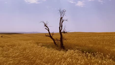 Solitary-dry-tree-stands-tall-in-picturesque-Qazvin-Iran-wheat-farm-Serene-beauty-in-a-sunny-day-in-summer-autumn-season-some-clouds-and-wind-moves-plants-like-sea-wave-wonderful-agriculture-harvest