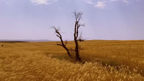 Un-Solitario-árbol-Seco-Se-Alza-En-La-Pintoresca-Granja-De-Trigo-De-Qazvin,-Irán,-Serena-Belleza-En-Un-Día-Soleado-En-La-Temporada-De-Otoño-De-Verano,-Algunas-Nubes-Y-El-Viento-Mueven-Plantas-Como-Las-Olas-Del-Mar,-Una-Maravillosa-Cosecha-Agrícola.