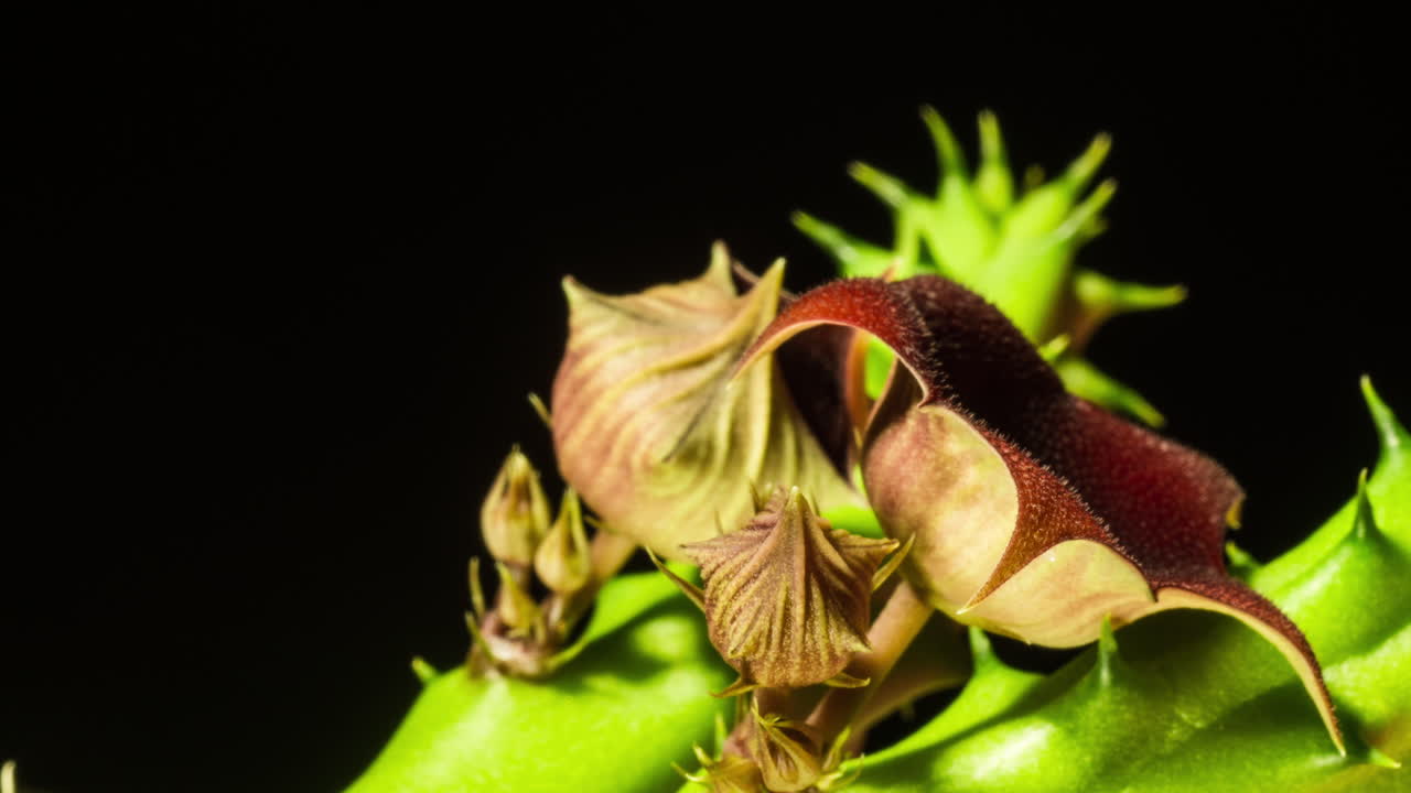 Red Dragon Stapelia Cactus flowering bud bloom