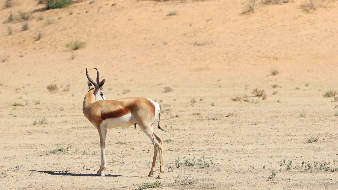 Un singolo springbok resta in allerta nel paesaggio arido del Kgalagadi Transfrontier Park, in Sudafrica, guardandosi alle spalle