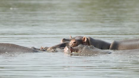 hippopotamus family chilling in river water on hot african day