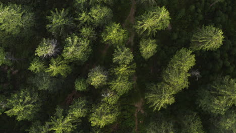 rise up and spin over a beautiful misty evergreen forest in the czech republic, aerial