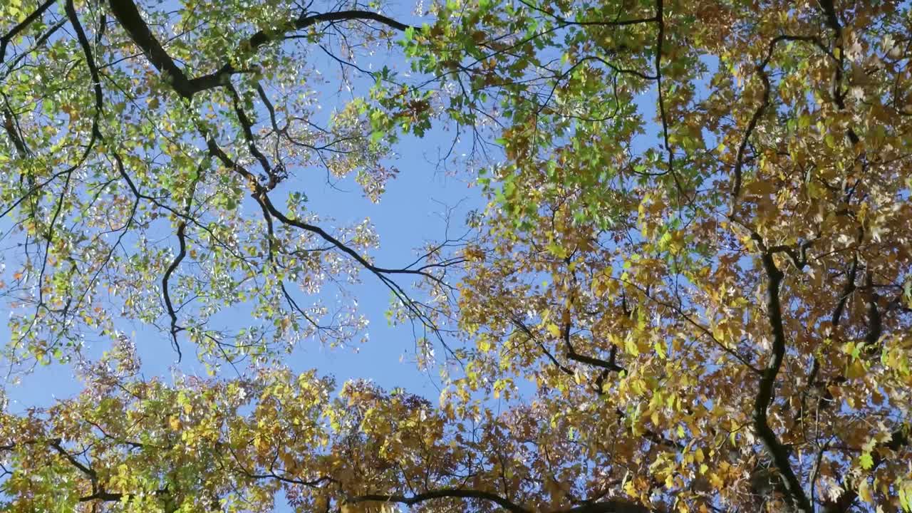 가을의 나무와 하늘