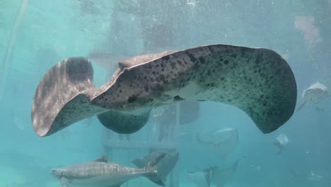stingray nadando contra el vidrio hacia la cámara