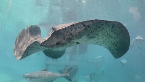 stingray swimming against glass towards camera