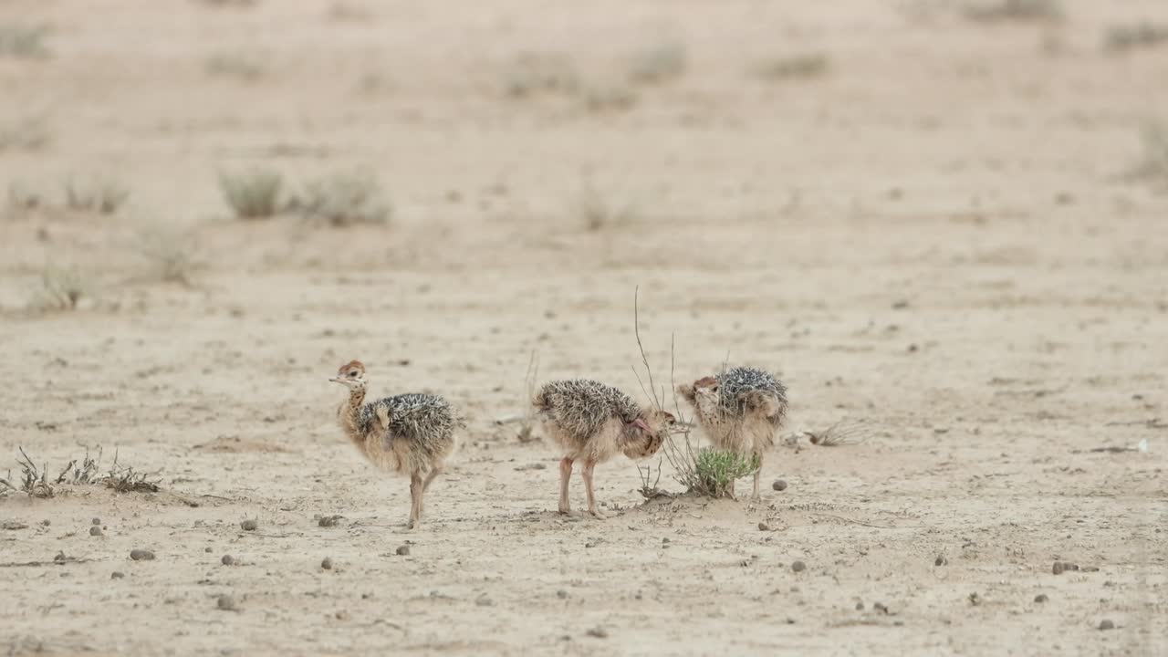 Tiga anak burung unta kecil sedang makan semak-semak sementara induknya berjalan melewati frame di depan mereka, Taman Transfrontier Kgalagadi