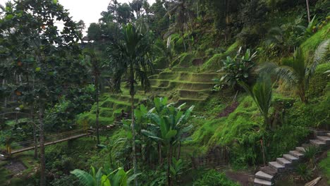 Terraced rice fields of Tegallalang in Bali captured in wide shot with lush greenery and pathways, aerial establish dolly