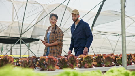 farmers inspecting lettuce in a greenhouse