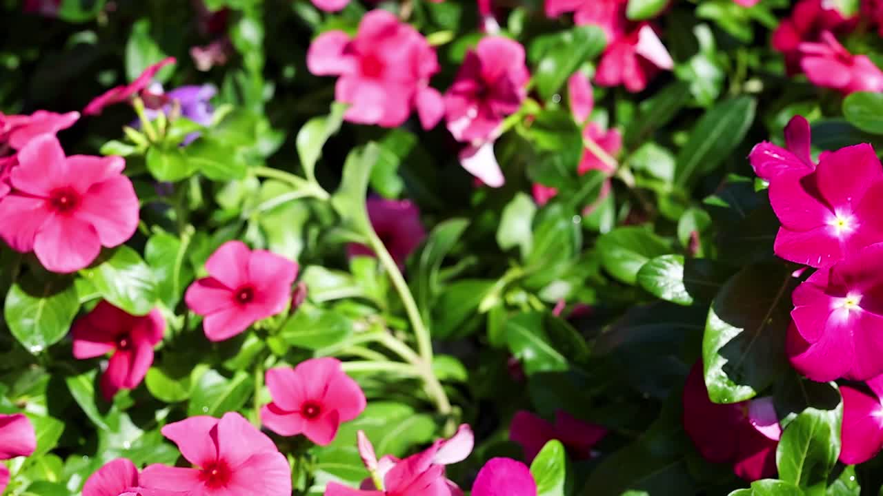 las flores de colores florecen en un jardín exuberante