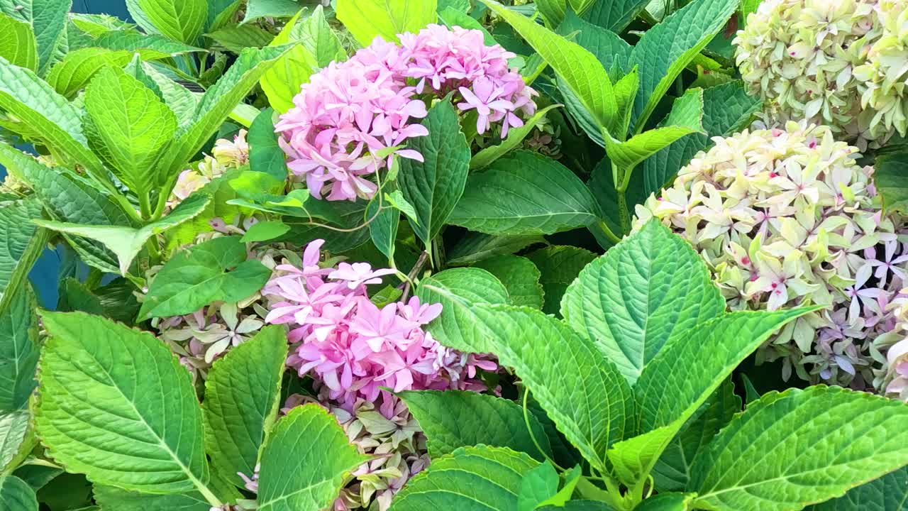 Camera slowly pans across blooming pink hydrangea flowers and lush green leaves in daylight