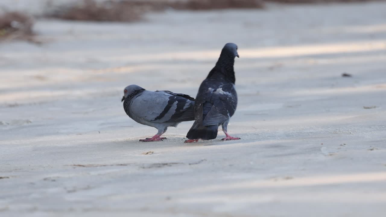 два голубя участвуют в ритуале спаривания.