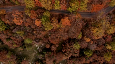 Follaje-Colorido-De-Otoño-En-El-Bosque-De-Montaña-Y-Camino-Vacío-Bajo-Los-árboles,-Vista-Aérea