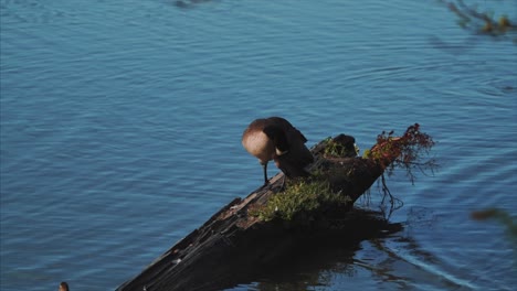 Gänse,-Gans,-Vogel,-Nahaufnahme,-Fluss,-Wasser,-Natur,-Insel