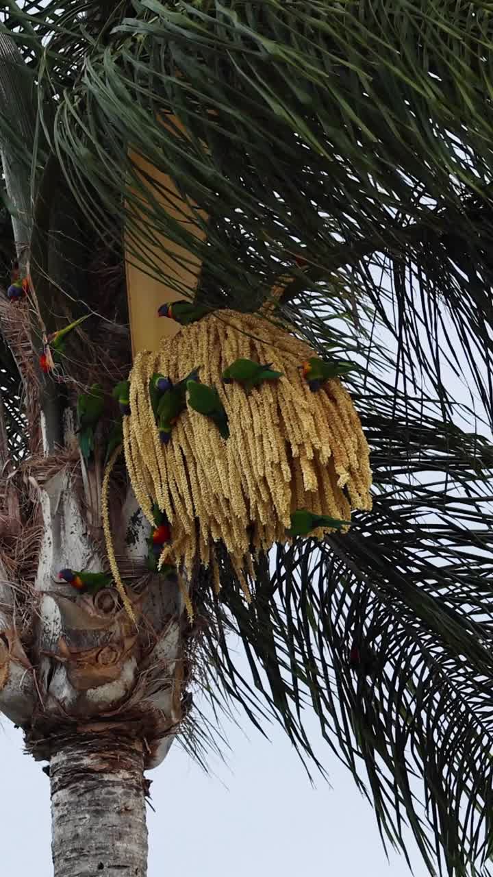 pájaro colorido interactuando con la palmera