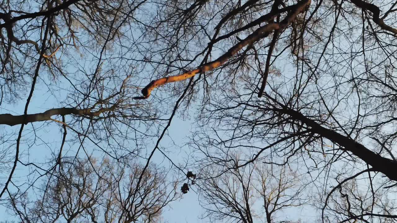 화창한 날씨에 숲에 있는 키 큰 벌거벗은 겨울나무의 낮은 각도