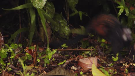 Baby-Saddleback-Tamarin-sitting-on-the-ground-is-surprised-by-movement-and-jumps-about