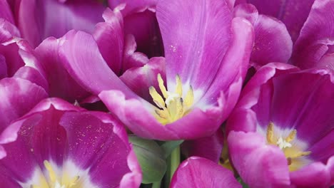 un primer plano de hermosos tulipanes púrpuras