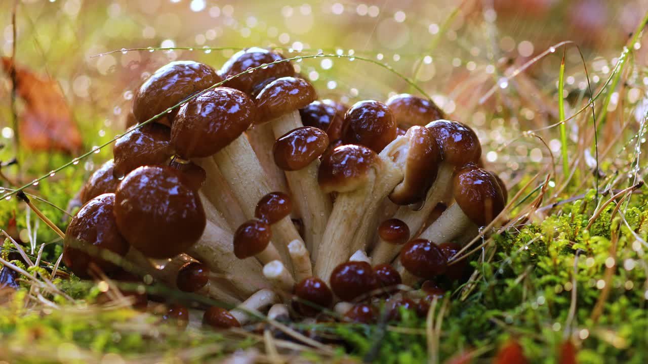 hongos armillaria de agarico de miel en un bosque soleado bajo la lluvia.