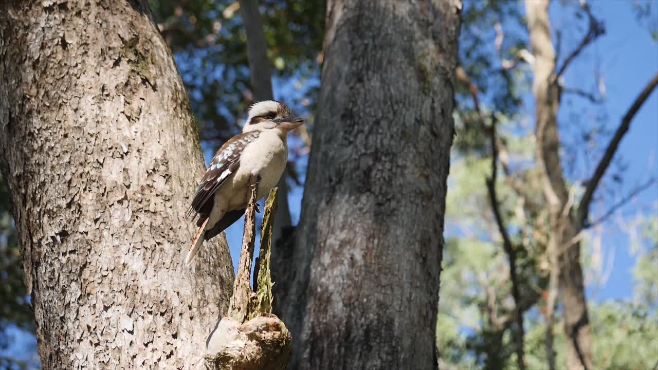 kookaburra se sienta en el árbol- slowmotion .queensland -australia