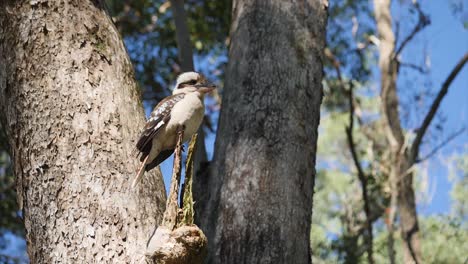 kookaburra sits on the tree- slowmotion .queensland -australia