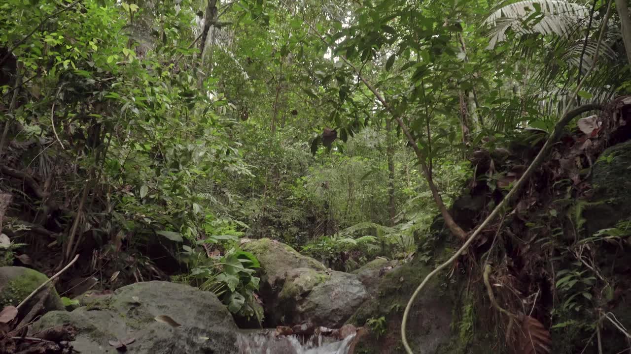 Il sereno ruscello della giungla