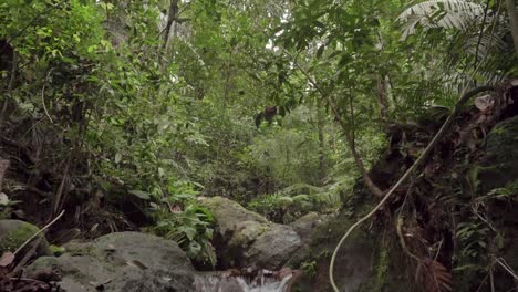 serene jungle stream